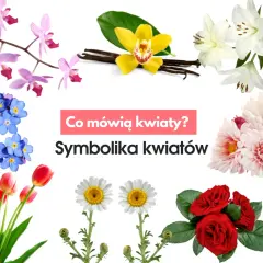 Jakich kwiatów nie dawać kobiecie: lista znaczeń i negatywnej symboliki