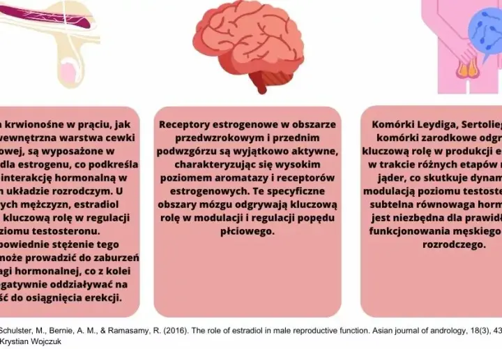 Czy mężczyzna ma estrogen? Zaskakująca prawda o hormonach płciowych